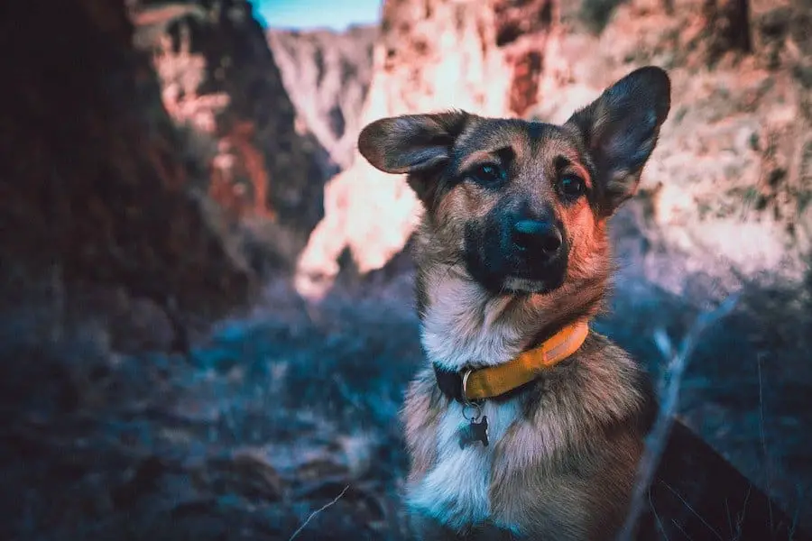 What Are the Best Dogs for Preppers?