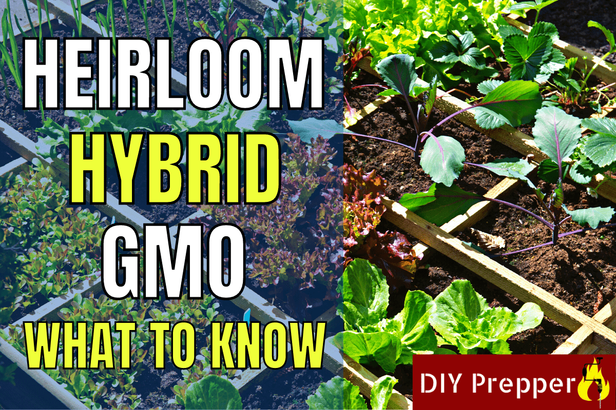 What Is the Difference Between Heirloom and Hybrid Seeds?